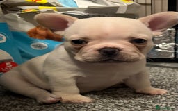 French Bulldog dogs for sale: 3 beautiful girls  - Image 12
