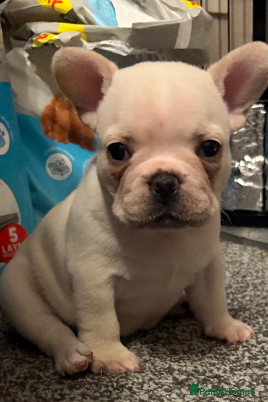 French Bulldog dogs for sale: 3 beautiful girls  - Image 12