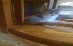 British Shorthair cats for sale: Sweet lilly 4 sweet home - Image 2