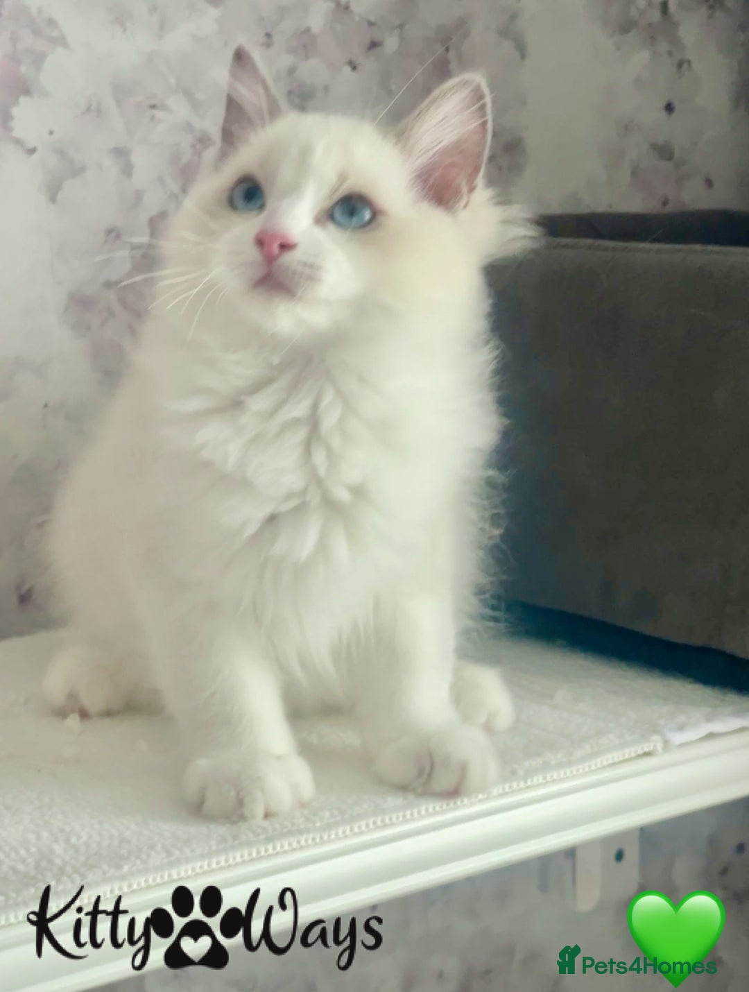 Ragdoll cats for sale: 🐾🩷*TICA REG* EU RAGDOLL KITTENS🌟 DNA CLEAR 🩵🐾 - Image 20