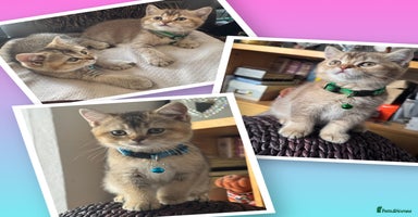 British Shorthair cats - Advert 16