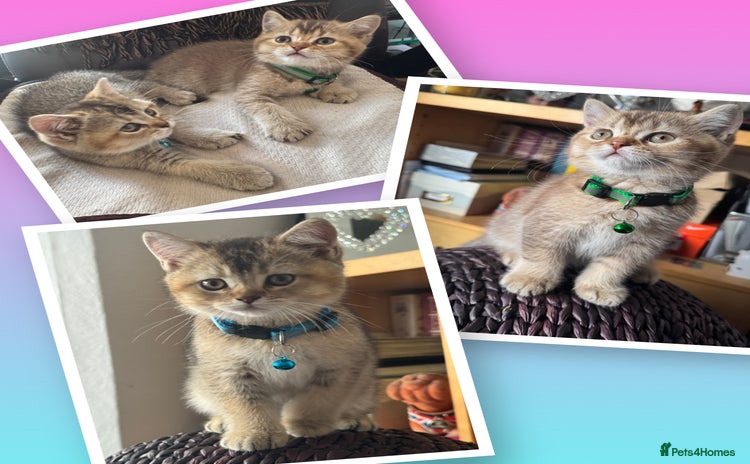 British Shorthair cats - Advert 4