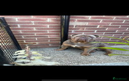 English Bulldog dogs for sale: Pablo - Image 3