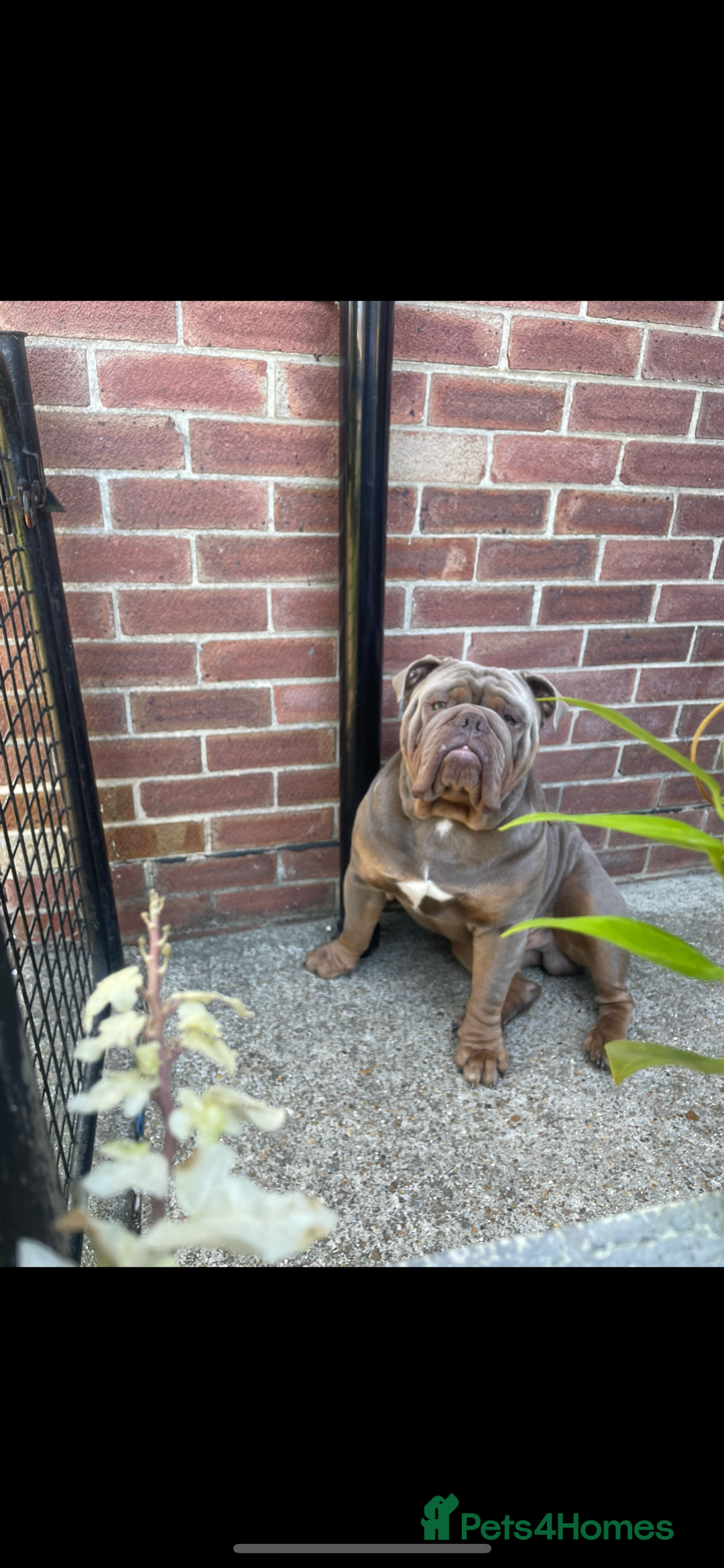 English Bulldog dogs for sale: Pablo - Image 3