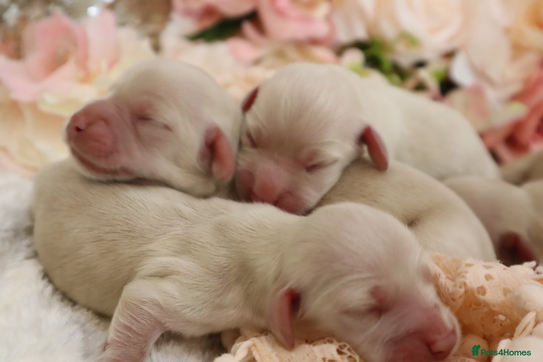 Miniature Dachshund dogs for sale: KC Cream Longhair Miniature Dachshunds - Image 5