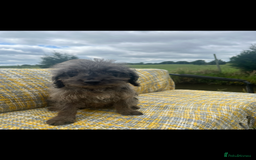Labradoodle dogs for sale: Miniature labradoodles  - Image 6