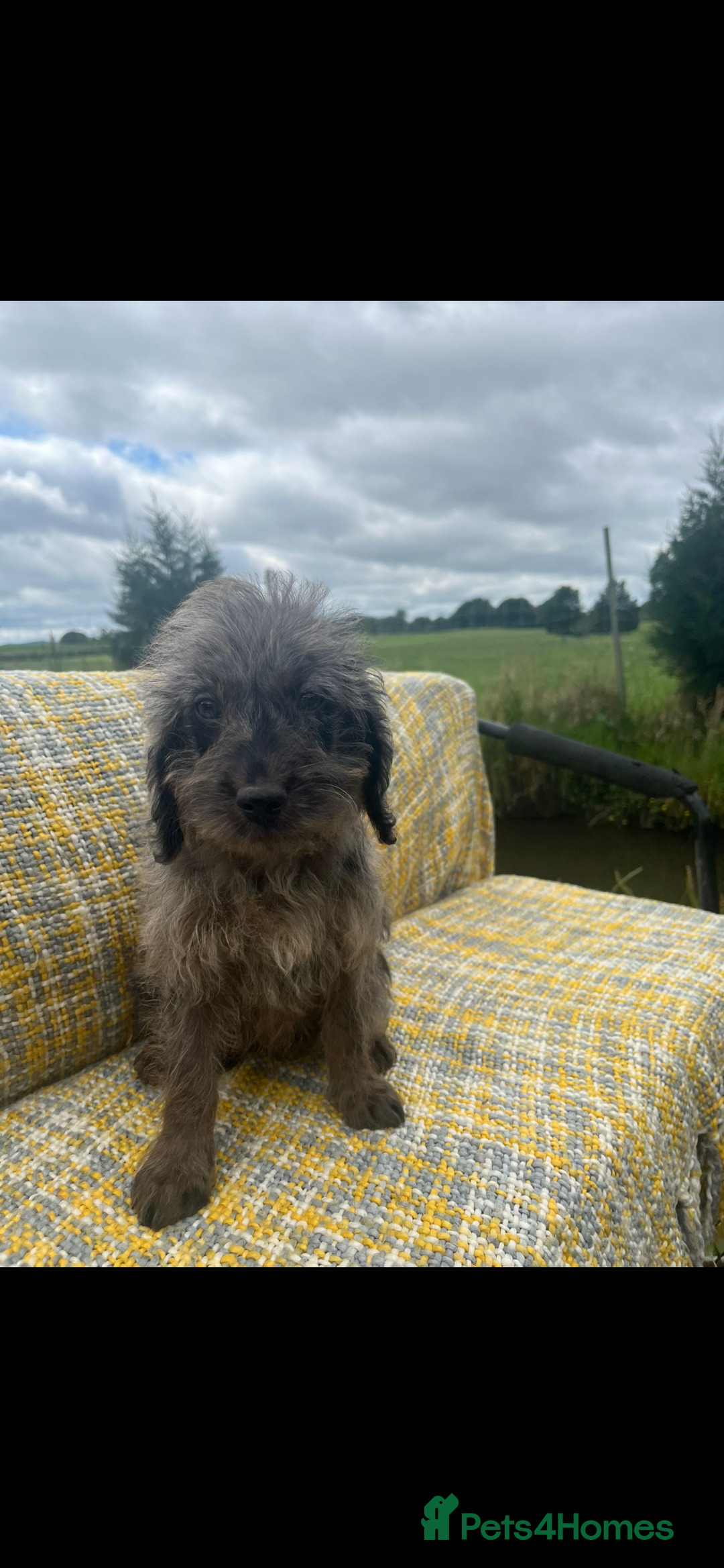 Labradoodle dogs for sale: Miniature labradoodles  - Image 6