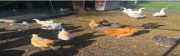 Chickens poultry for sale: Poultry for sale  - Advert 3