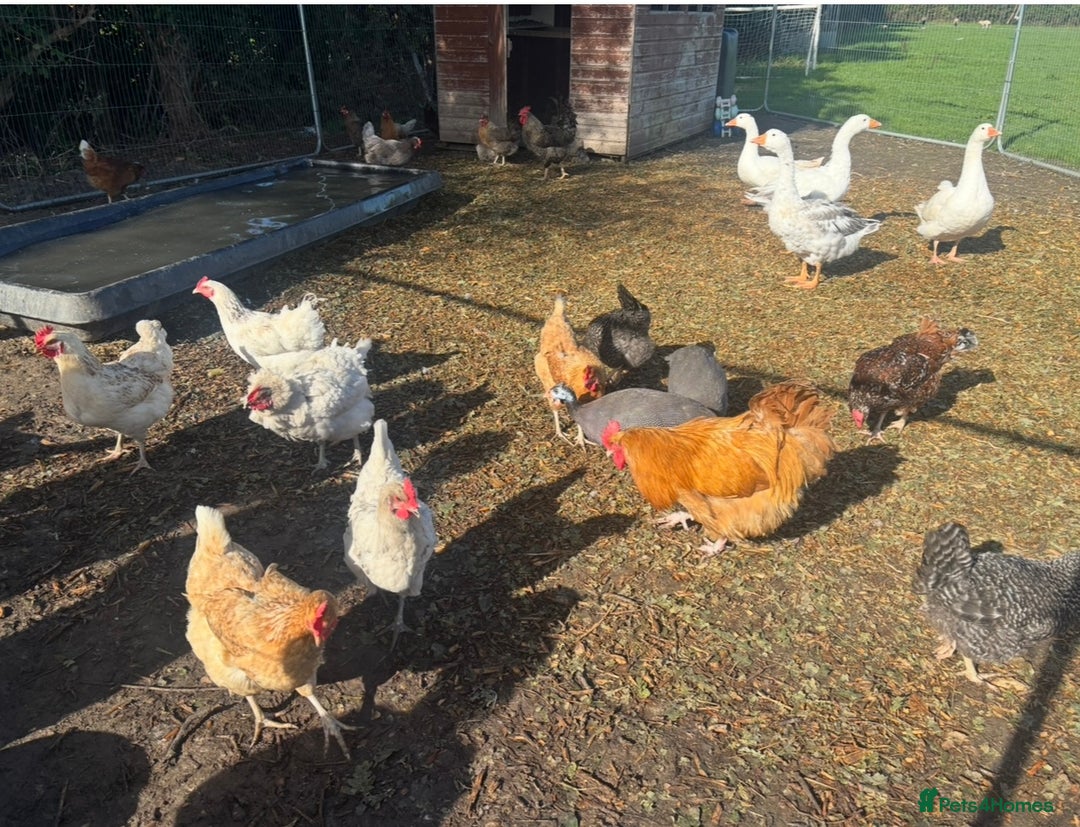 Chickens poultry for sale: Poultry for sale  - Advert 3