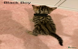 Bengal cats for sale: Pure Bengal Kittens Available  - Image 13