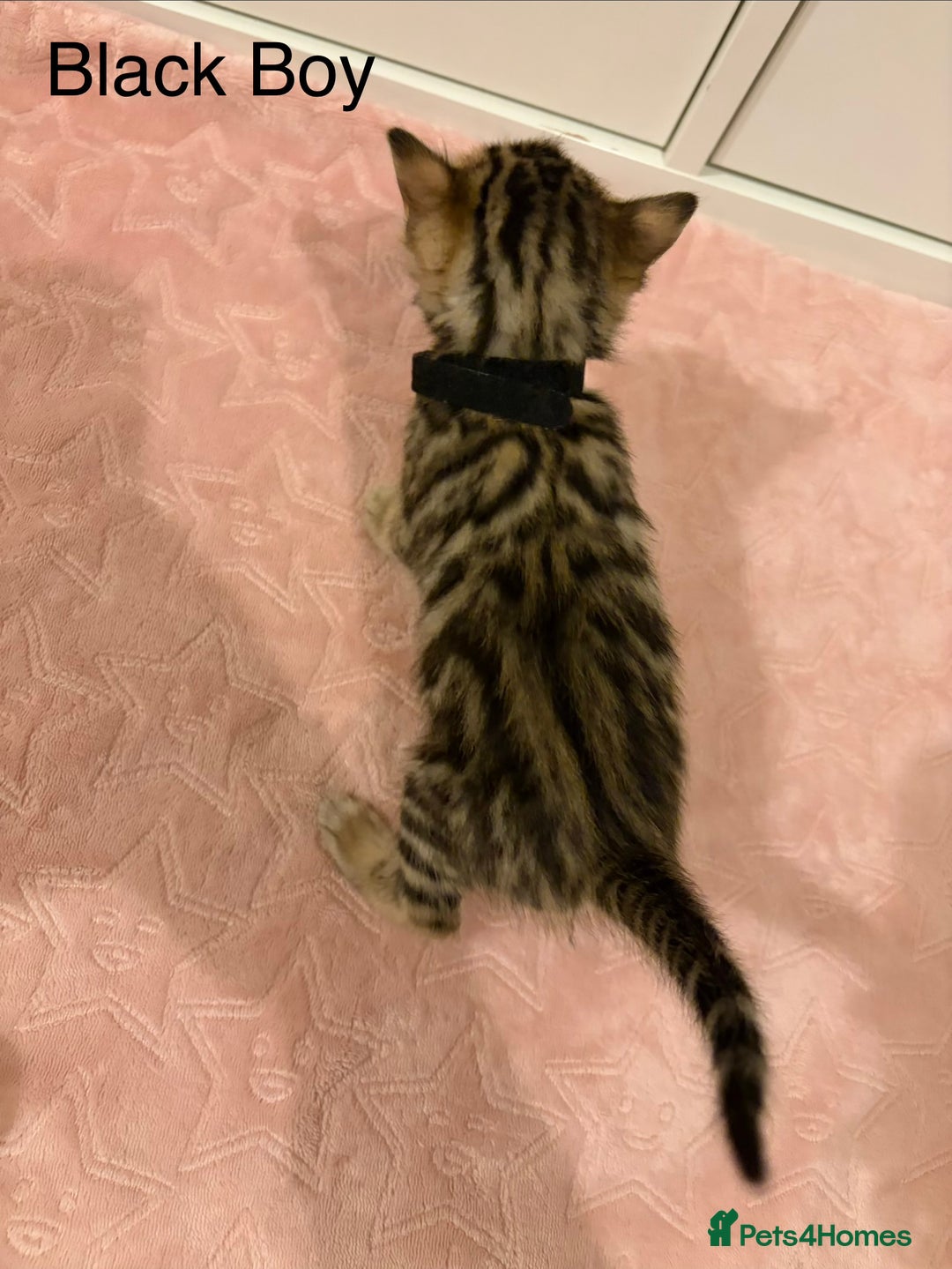 Bengal cats for sale: Pure Bengal Kittens Available  - Image 13