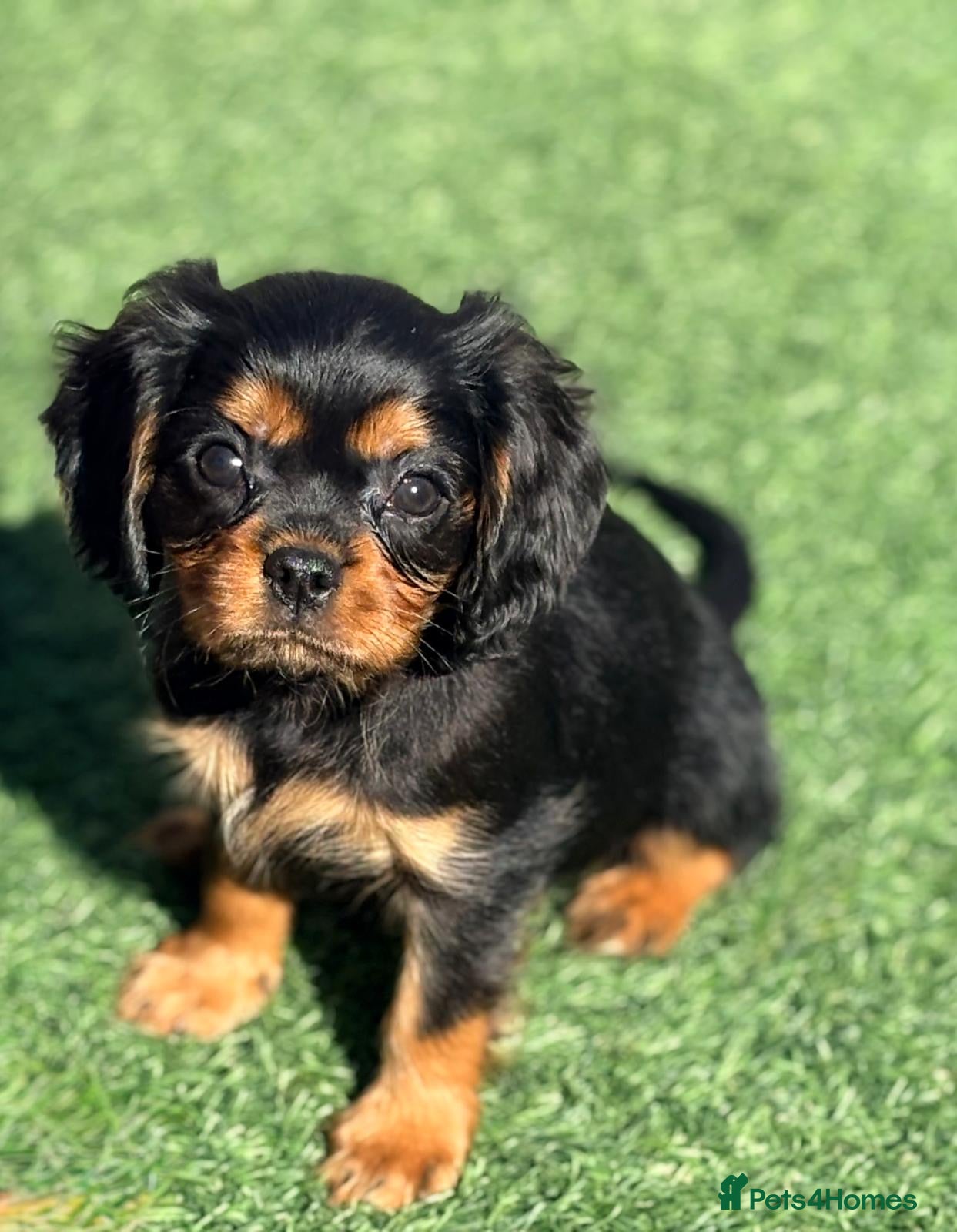 Cavalier King Charles Spaniel dogs Ready to leave next week - kc & health tested pups - Advert 1