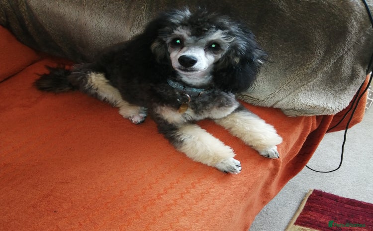 Toy Poodle dogs - Advert 16