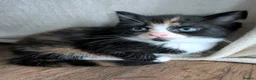 British Shorthair cats for sale: 7 beautiful kittens.  - Advert 4