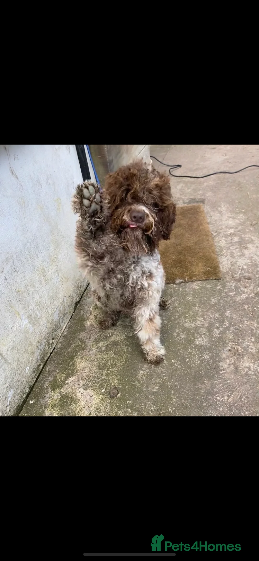 Lagotto Romagnolo dogs for stud: Fantastic Lagotto Gino - Advert 4