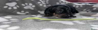 Mixed Breed 2
