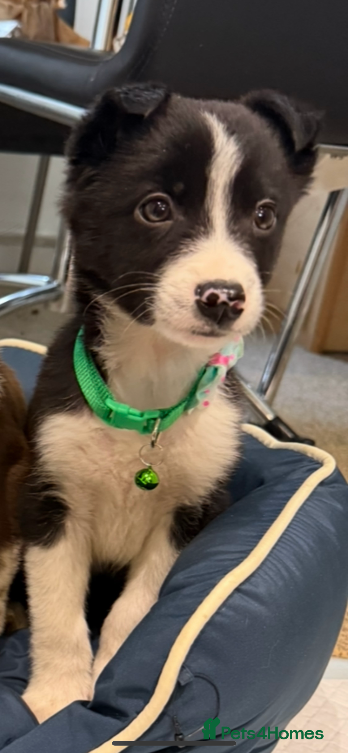 Border Collie dogs 1 Beautiful Collie Pups left ! 🐶  - Advert 1