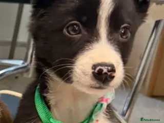 Border Collie dogs 1 Beautiful Collie Pups left ! 🐶 - Advert 1