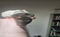 Rat rodents for sale: FREE DUMBO RATS + CAGE - Image 7