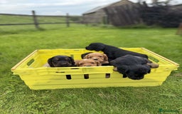 Cocker Spaniel dogs for sale: Kc reg working cocker spaniel pups - Image 2