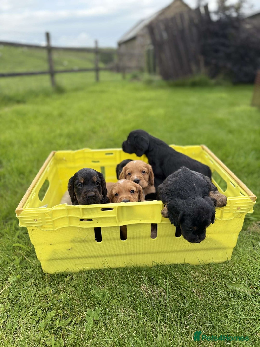 Cocker Spaniel dogs for sale: Kc reg working cocker spaniel pups - Image 2