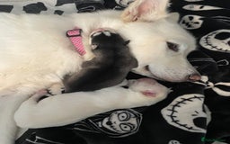 Siberian Husky dogs for sale: Gorgeous Husky puppies - Image 4