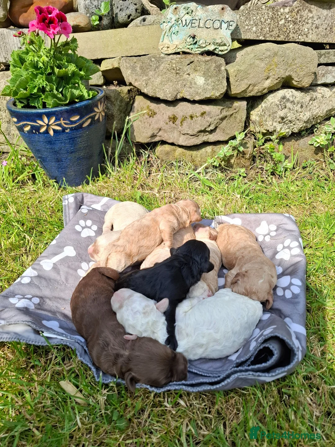Cockapoo dogs for sale: Beautiful Cockapoo Puppies For Sale  in Leyland - Advert 36