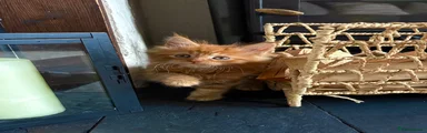 Maine Coon Kitten 2