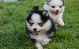 Pomsky dogs for sale: Genuine Toy Size Pomskies - Image 7