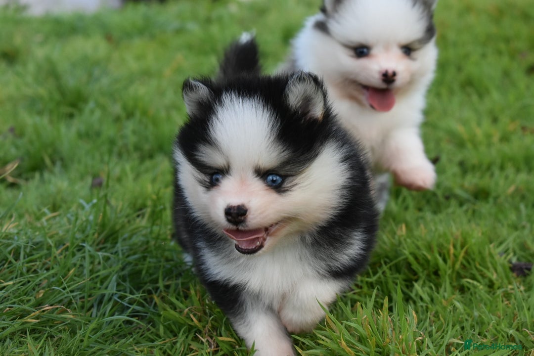 Pomsky dogs for sale: Genuine Toy Size Pomskies - Image 7