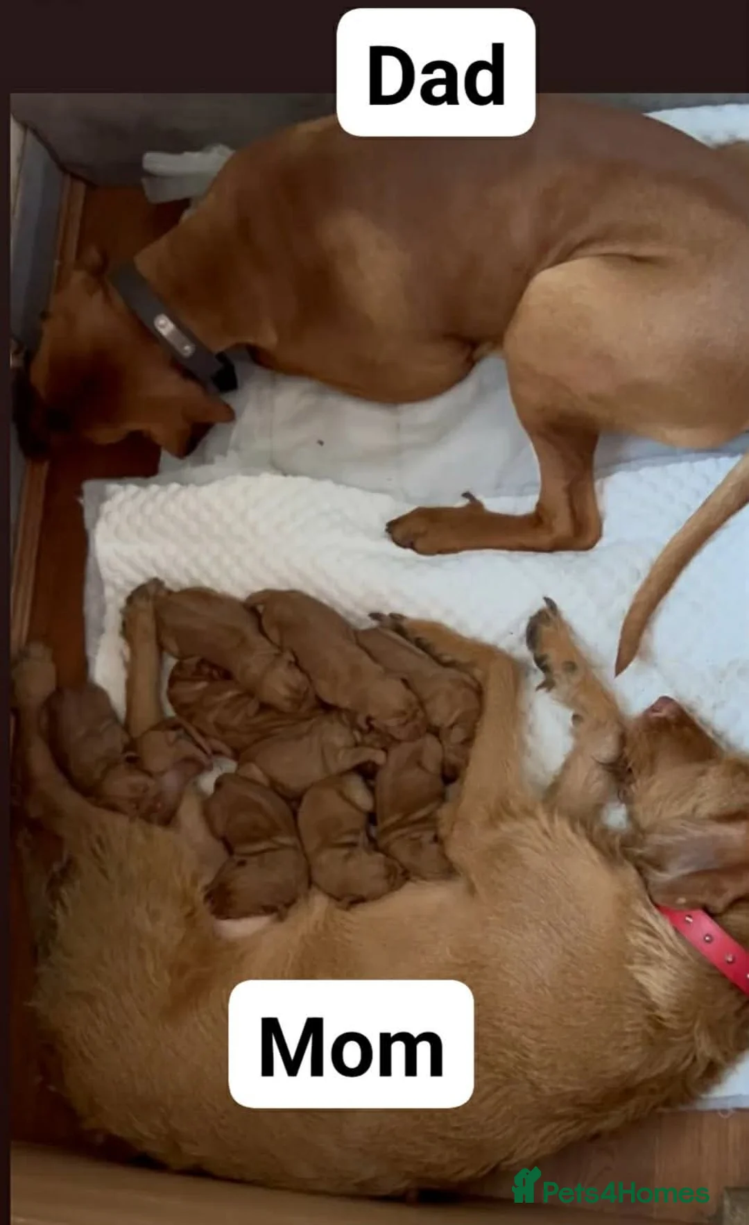 Hungarian Vizsla dogs for sale: Extra Ordinary Beautiful Hungarian Vizsla - Advert 1