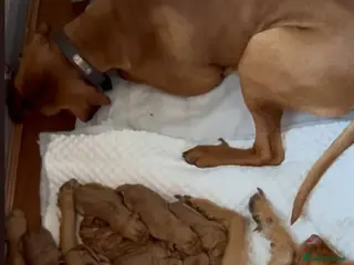 Hungarian Vizsla dogs Extra Ordinary Beautiful Hungarian Vizsla - Advert 7