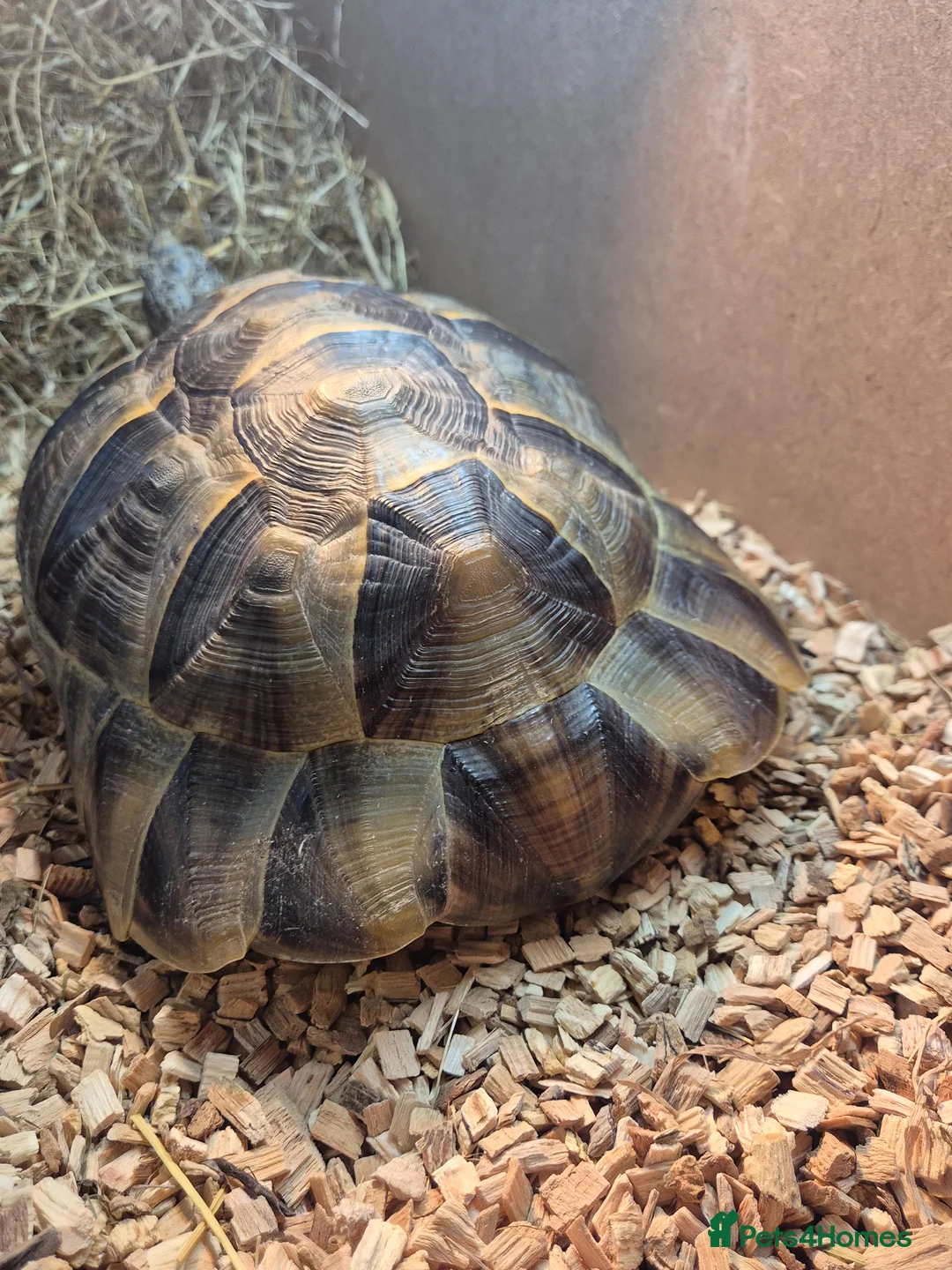 Tortoise reptiles for sale: Spur thighed tortoise  in Warrington - Advert 6