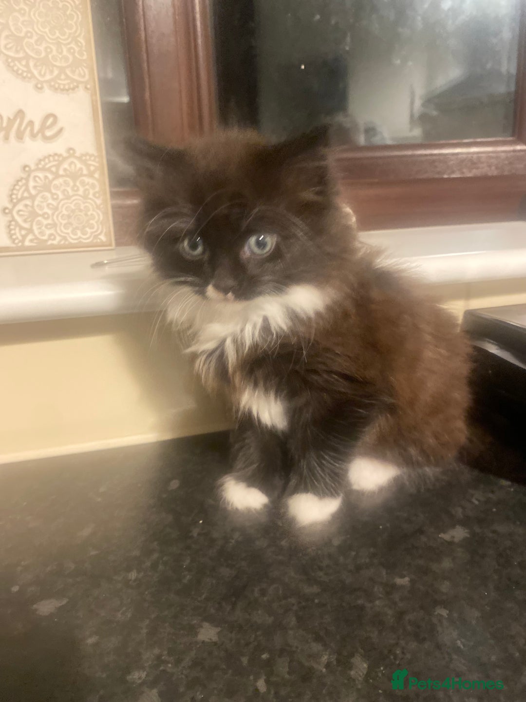 Mixed Breed cats for sale: Lovely kittens - Advert 2