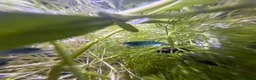 Shrimps fish for sale: Blue velvet shrimp neocaridina in Thornton Heath - Advert 8