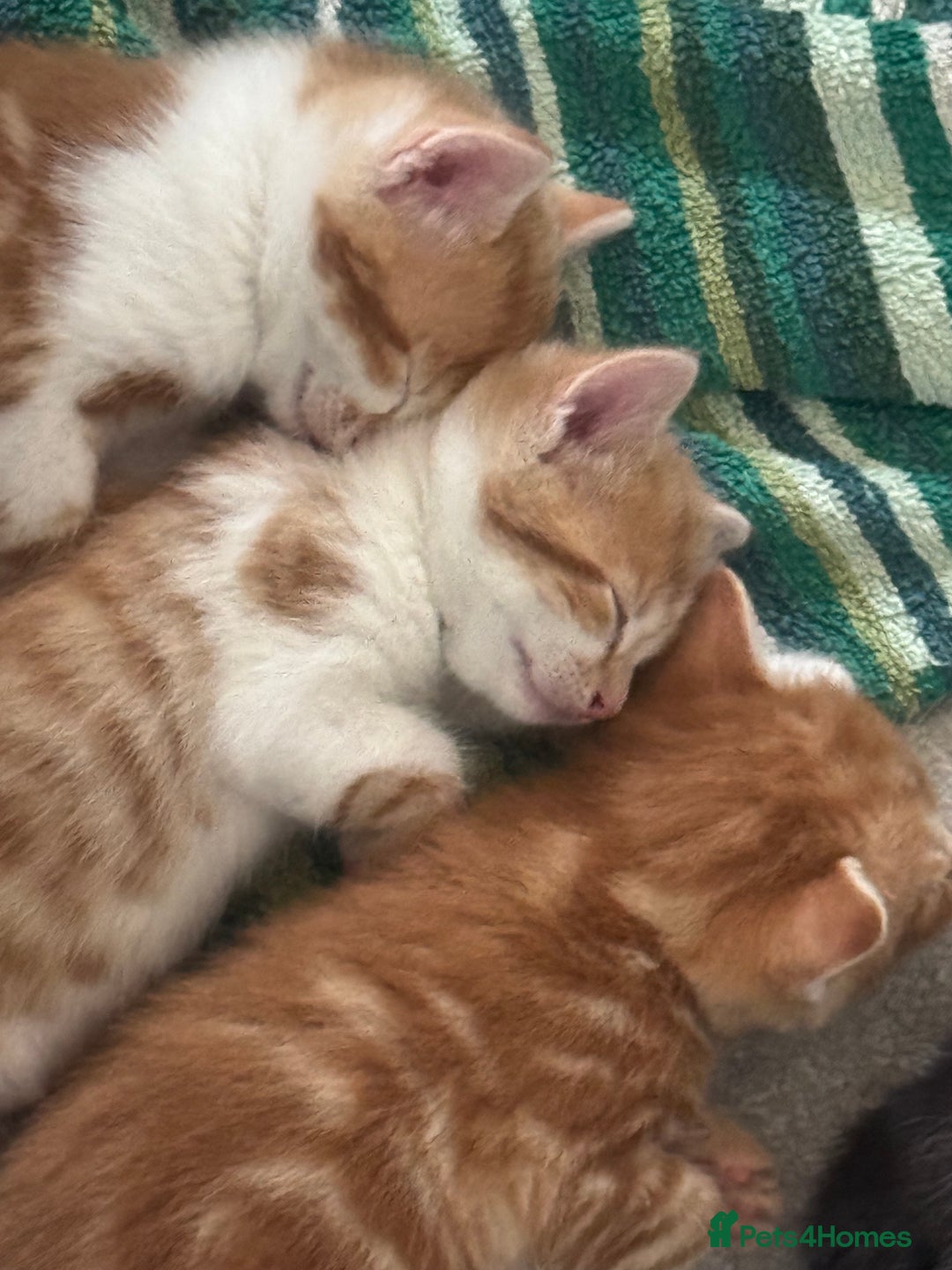 Domestic Shorthair cats for sale: Three Male kittens 🐱  - Image 10