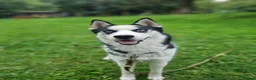 Siberian Husky dogs for stud: 🐺 Blue-Eyed Husky at Stud | Amazing Temperament in Middlesbrough - Advert 4