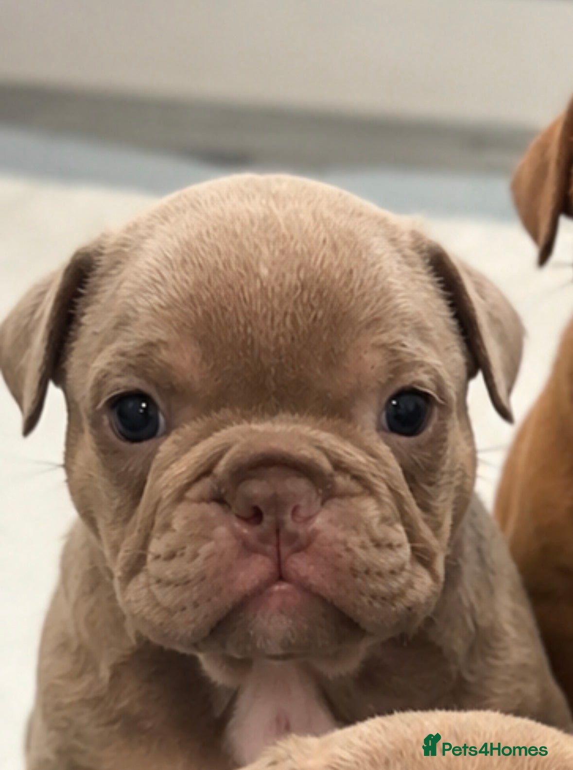 English Bulldog dogs Beautiful English bulldogs - Advert 2