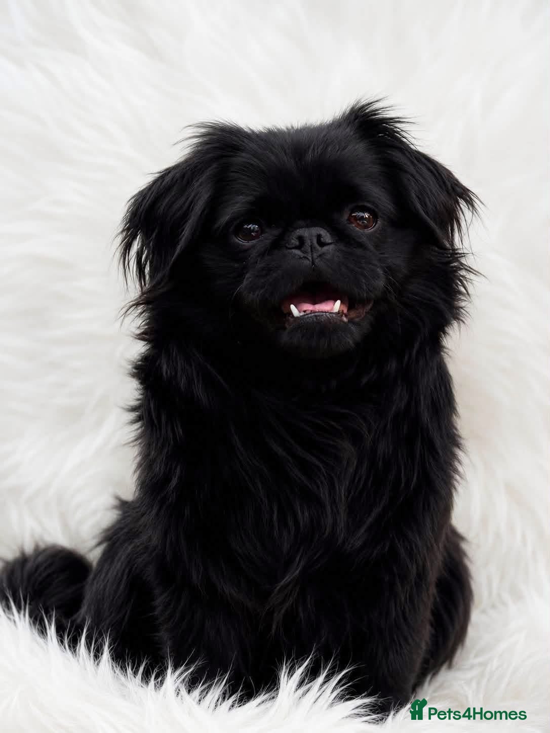 Pekingese dogs Outstanding Pekingese puppies  - Advert 3