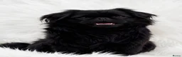 Pekingese dogs for sale: Outstanding Pekingese puppies  - Advert 2