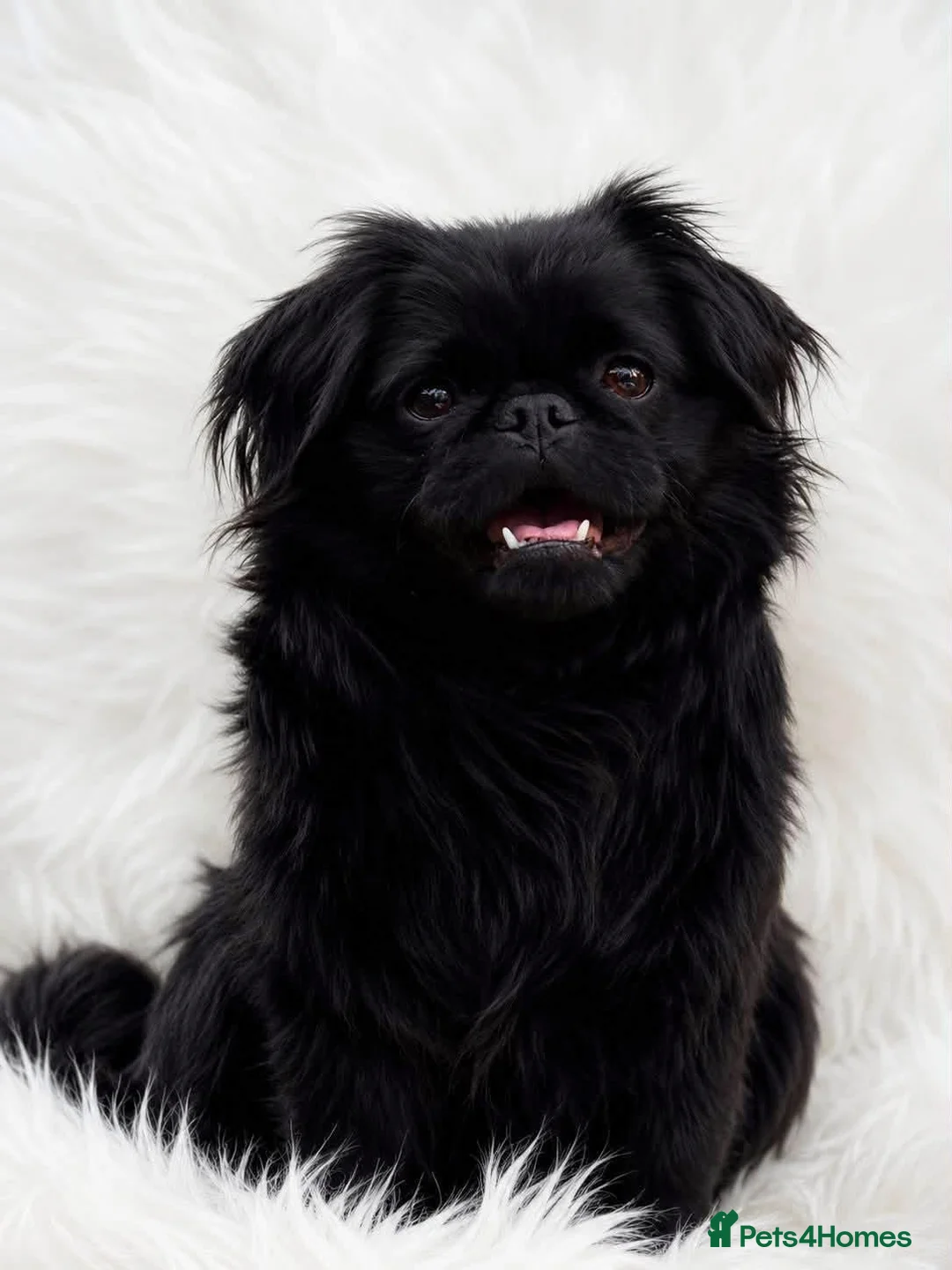 Pekingese dogs for sale: Outstanding Pekingese puppies  - Advert 2