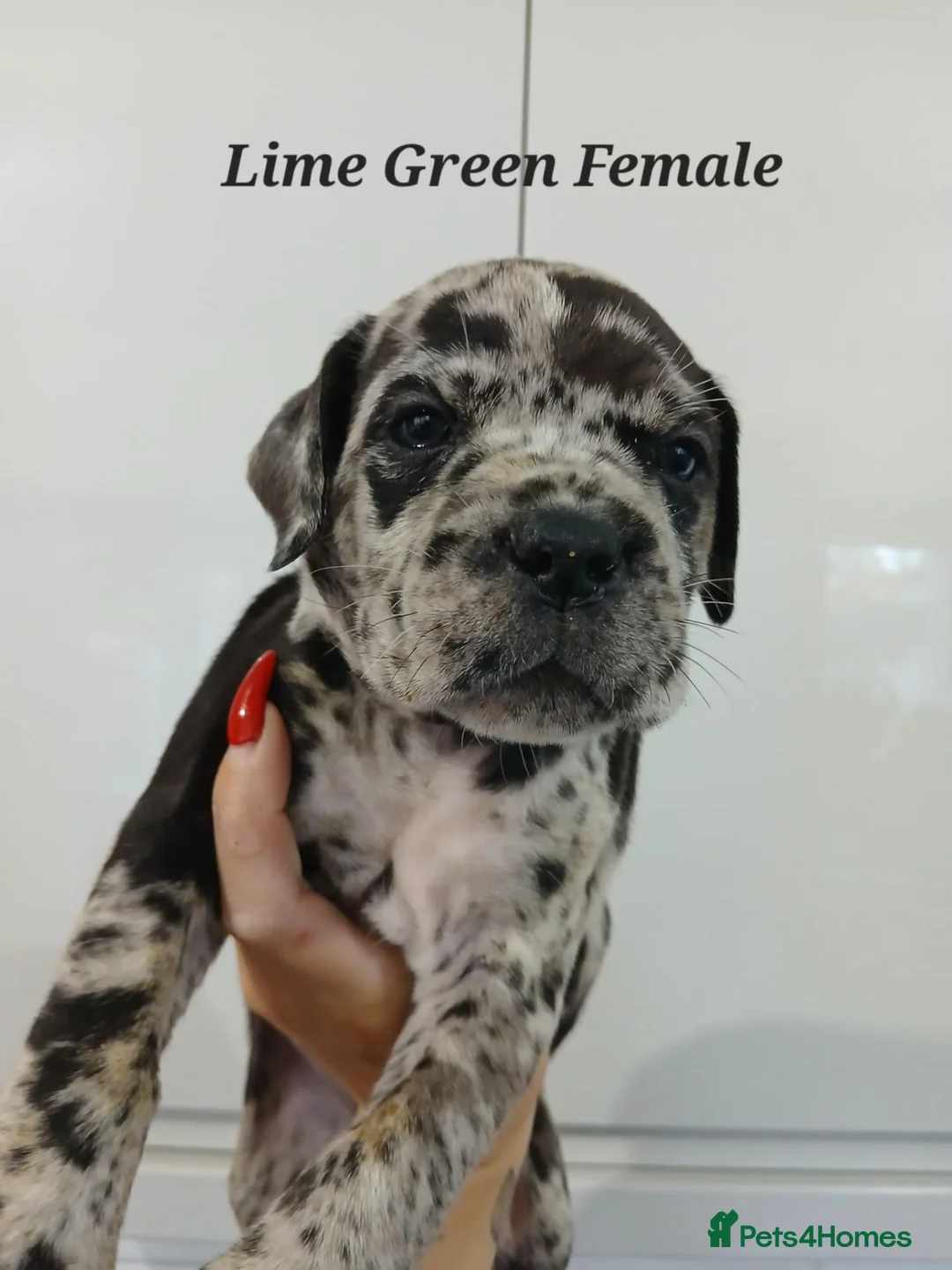 Cane Corso dogs for sale: Exotic Cane Corso Pups - Advert 2