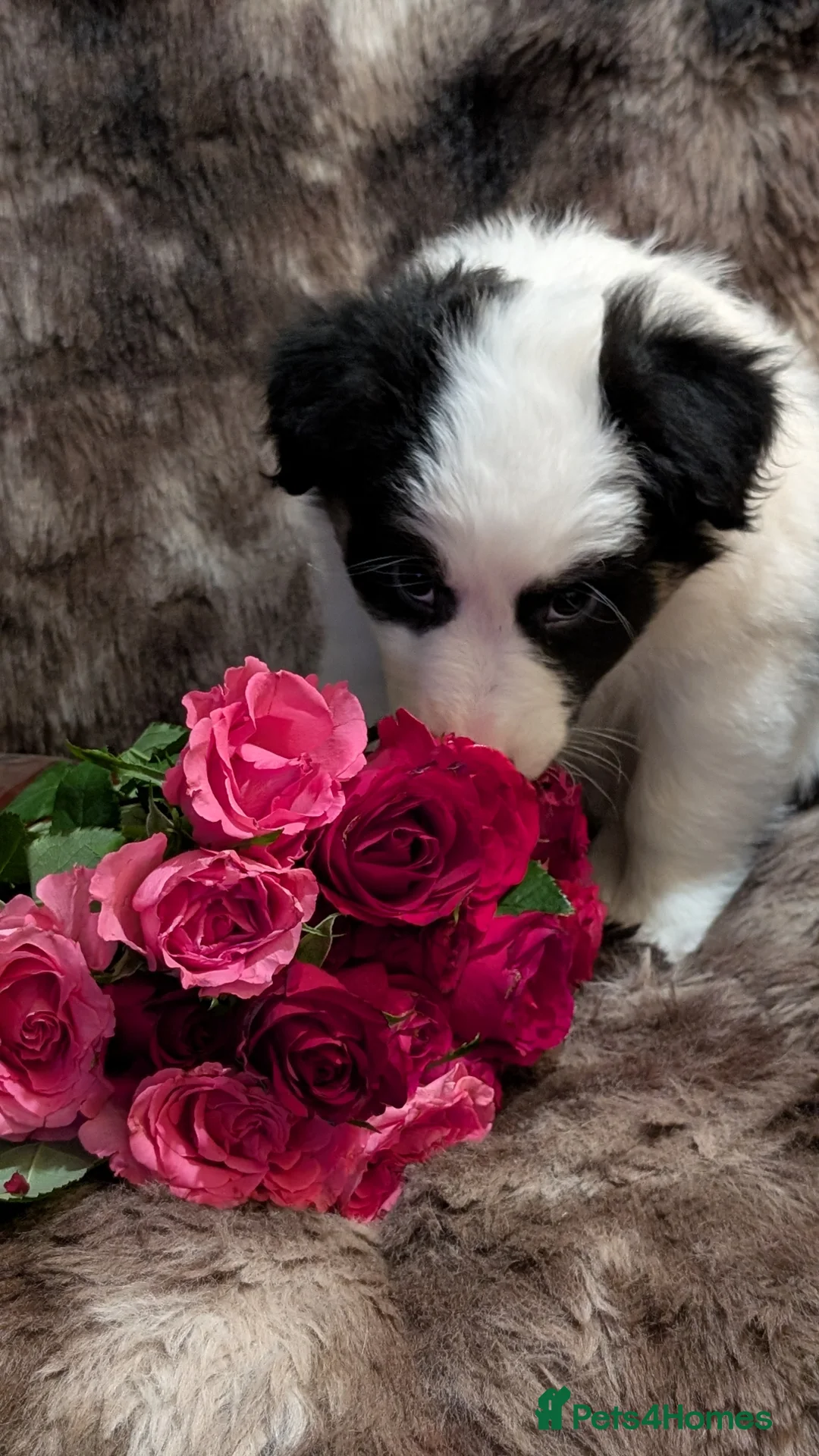 Australian Shepherd dogs for sale: Australian shepherd puppies  - Advert 4