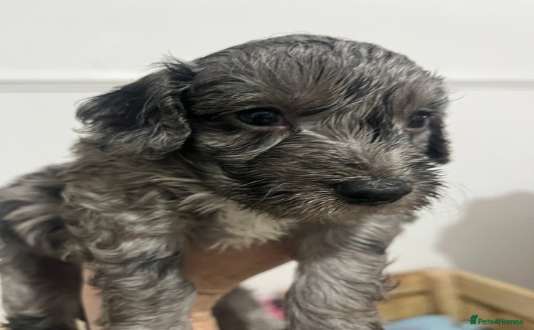 Cockapoo dogs Cockapoo Puppies - Advert 7