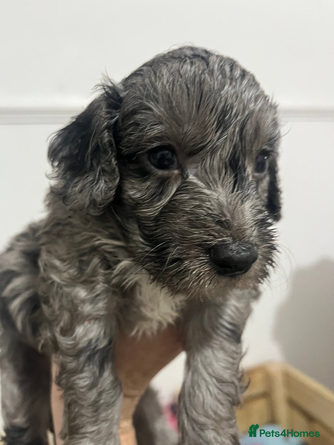 Cockapoo dogs for sale: Cockapoo Puppies - Advert 1