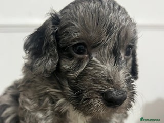 Cockapoo dogs Cockapoo Puppies - Advert 8