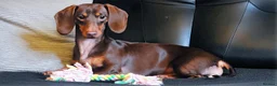 Miniature Dachshund dogs for sale: Miniature Dachshund  in Denny - Advert 2