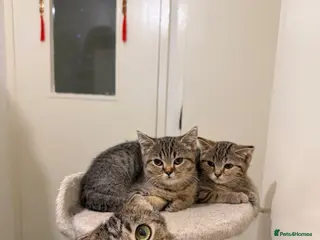 British Shorthair cats British Shorthair Kittens x Scottish Fold - Advert 11