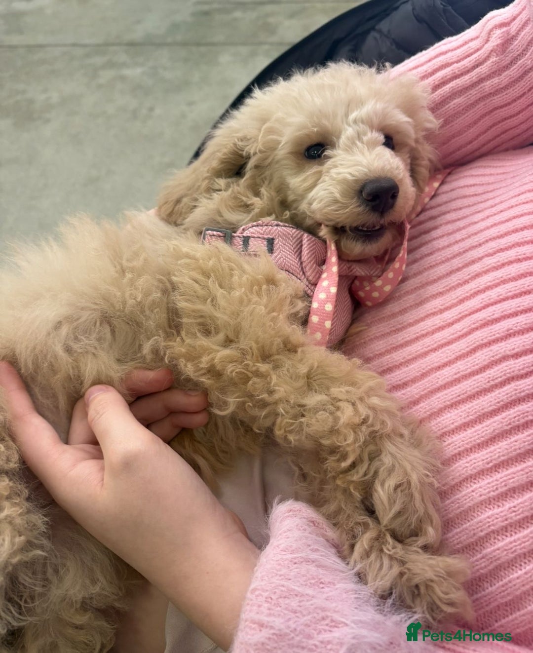 Miniature Poodle dogs for sale: Miniature Puddle puppy 3 months old  - Advert 4