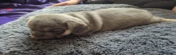 French Bulldog dogs for sale: French Bulldog Puppies in Nelson - Advert 18